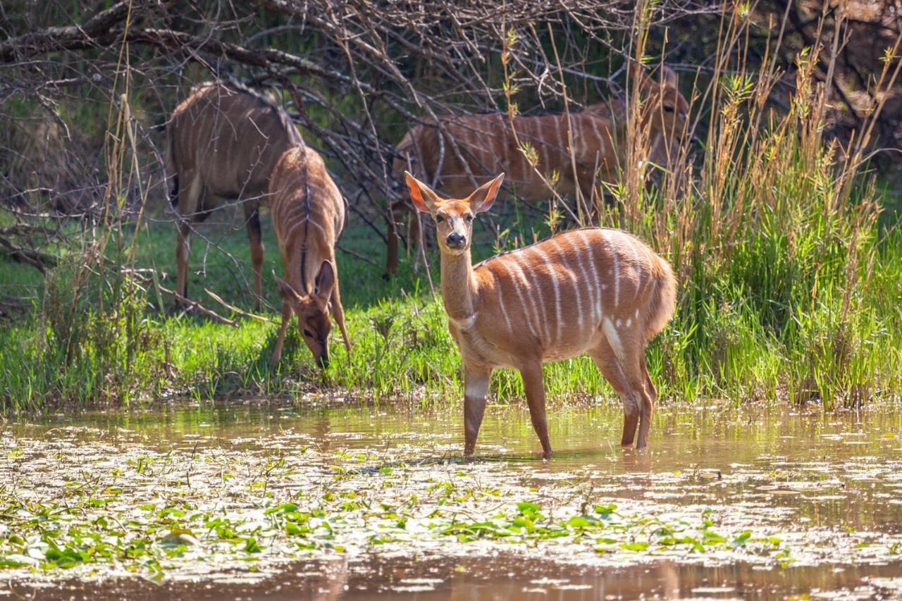 Lejwe La Metsi Private Reserve Bela-Bela Dış mekan fotoğraf